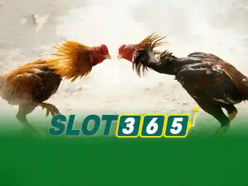 Giải Đáp Slot365 Có Lừa Đảo Không