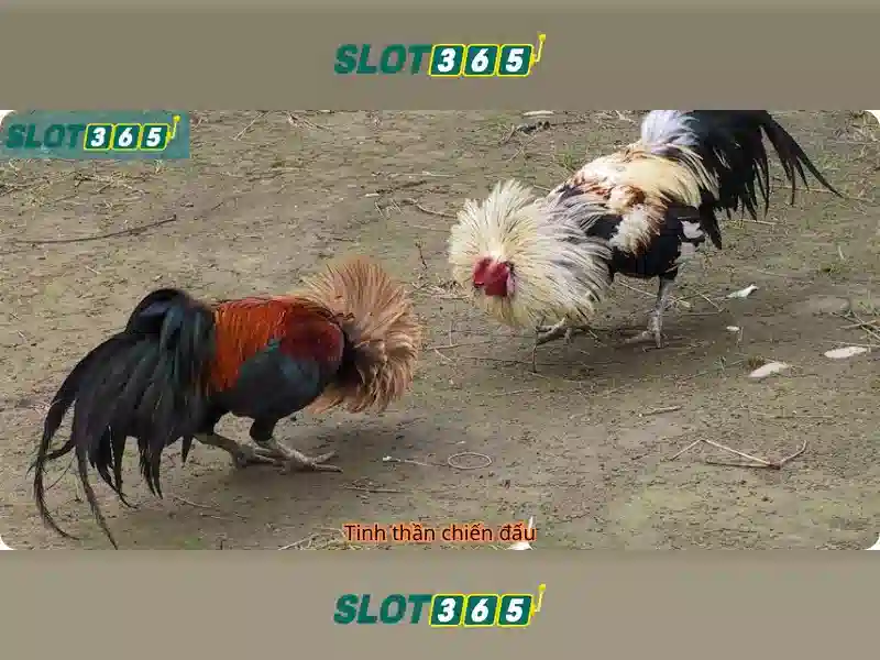 slot365 chơi nhanh