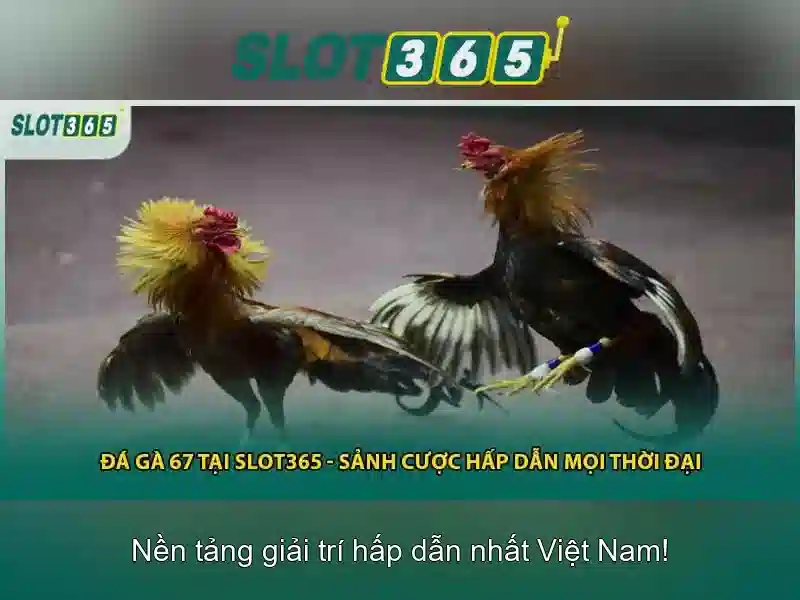 Quyền và nghĩa vụ người chơi